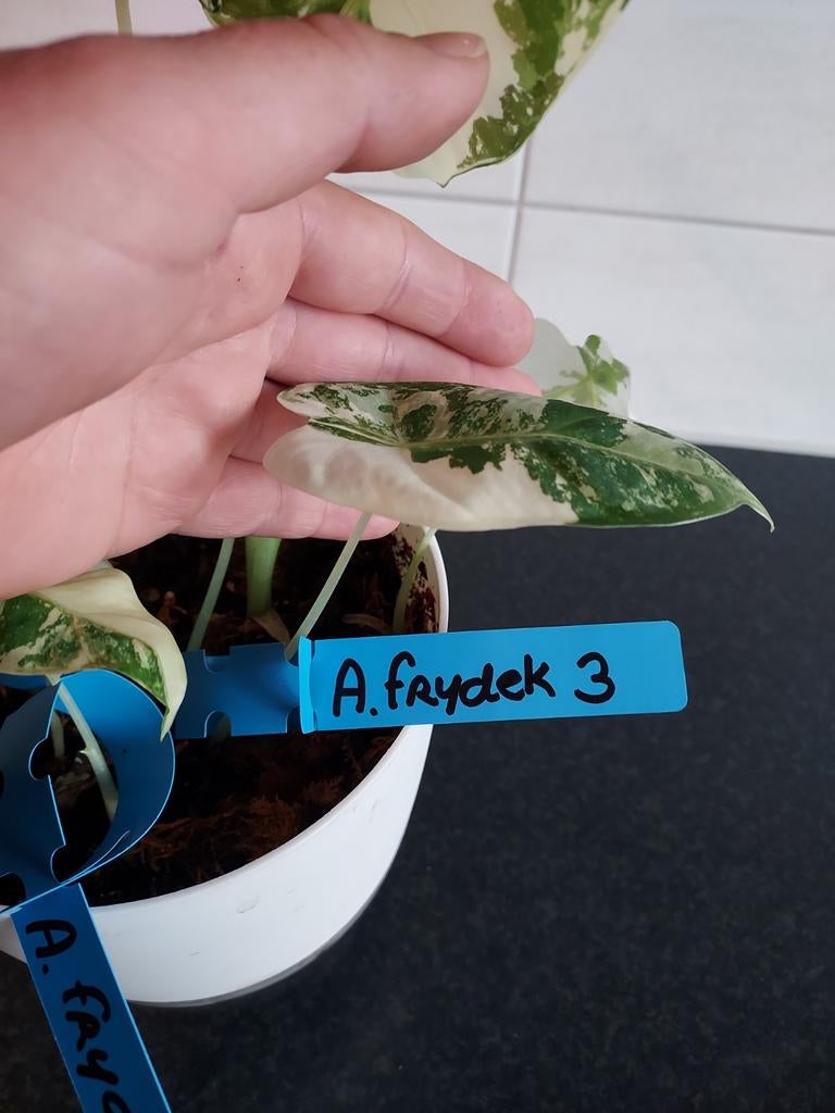 alocasia micholitziana frydek variegata 3, Huis en Inrichting, Kamerplanten, Ophalen of Verzenden, Halfschaduw, Minder dan 100 cm
