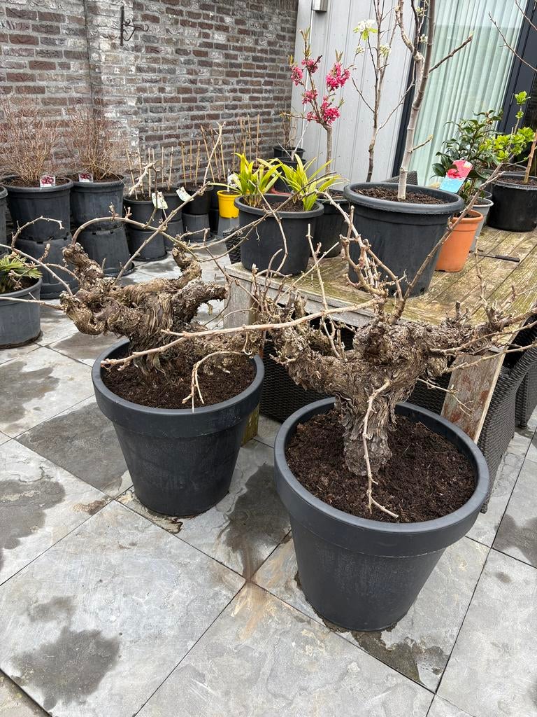 2 fantastisch mooie en super oude druivenbomen op stam!!!, Ophalen, Minder dan 100 cm, Lente, Overige soorten