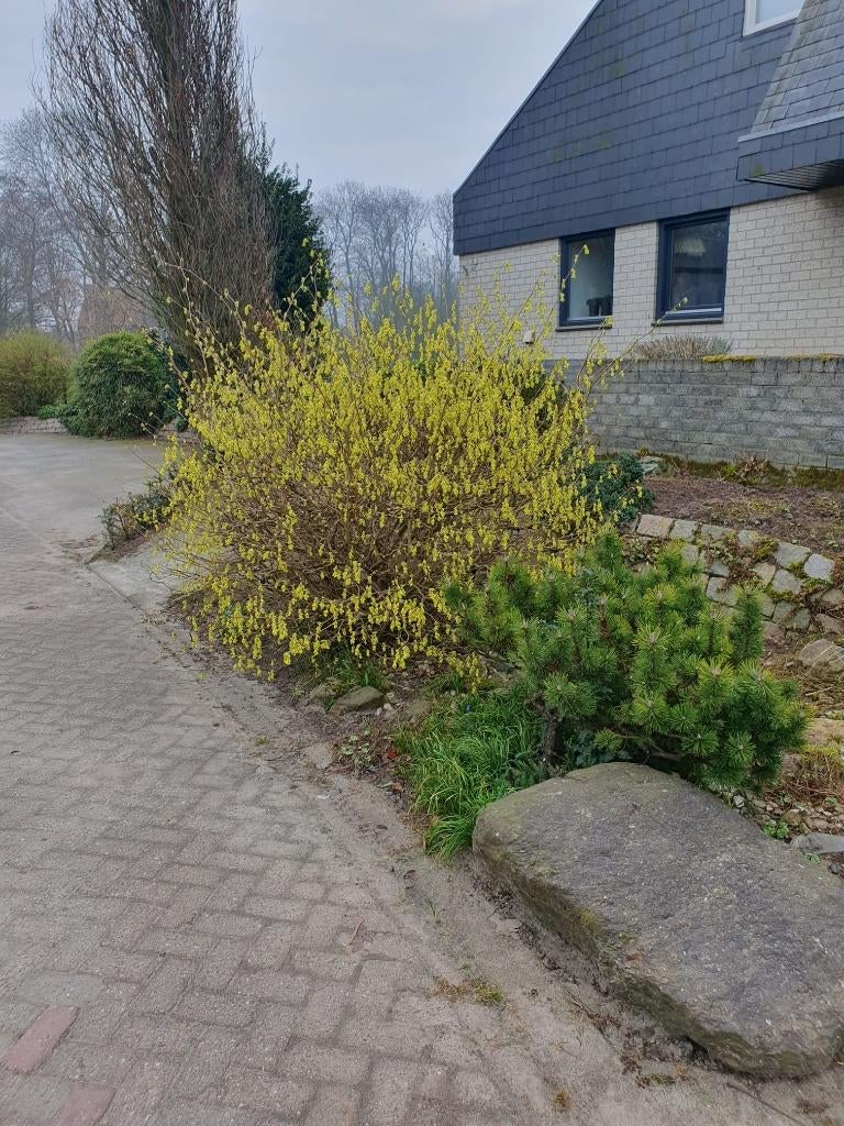 Corylopsis spicata schijnhazelaar mooie herfstkleur solitair, Overige soorten, Vaste plant, Ophalen of Verzenden, Halfschaduw