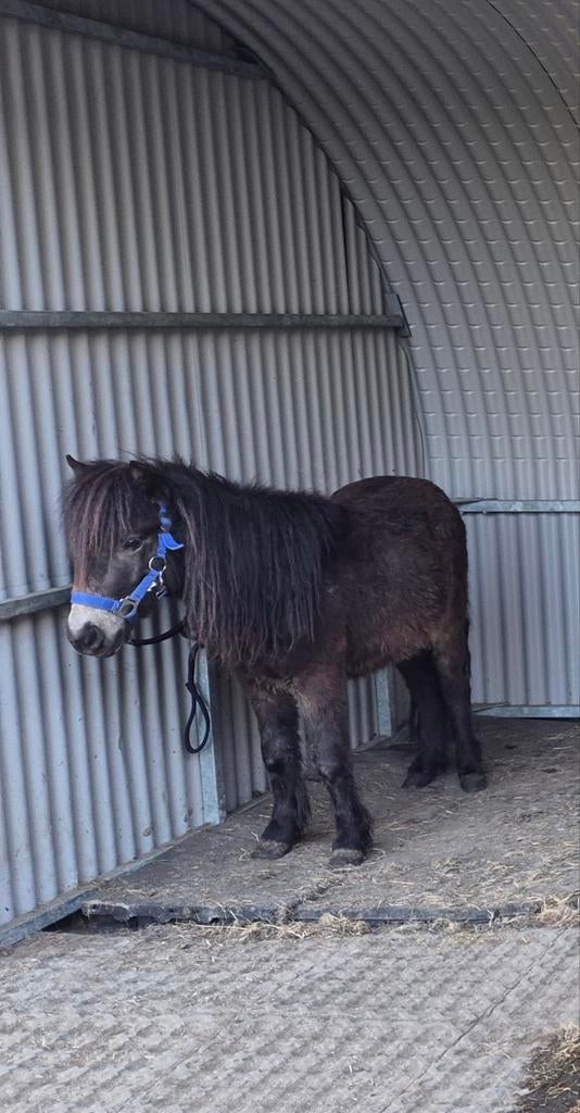 Super lieve shetlander hengst, Dieren en Toebehoren, Pony's, Hengst, A pony (tot 1.17m), Met stamboom, 3 tot 6 jaar