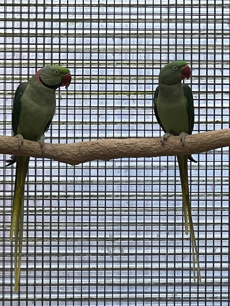 Alexanderparkiet, Dieren en Toebehoren, Vogels | Parkieten en Papegaaien, Meerdere dieren, Parkiet