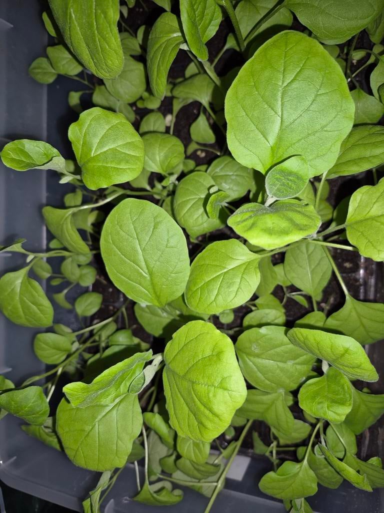 Plantjes te koop, Tuin en Terras, Planten | Tuinplanten, Eenjarig, Groenteplanten, Volle zon, Ophalen of Verzenden