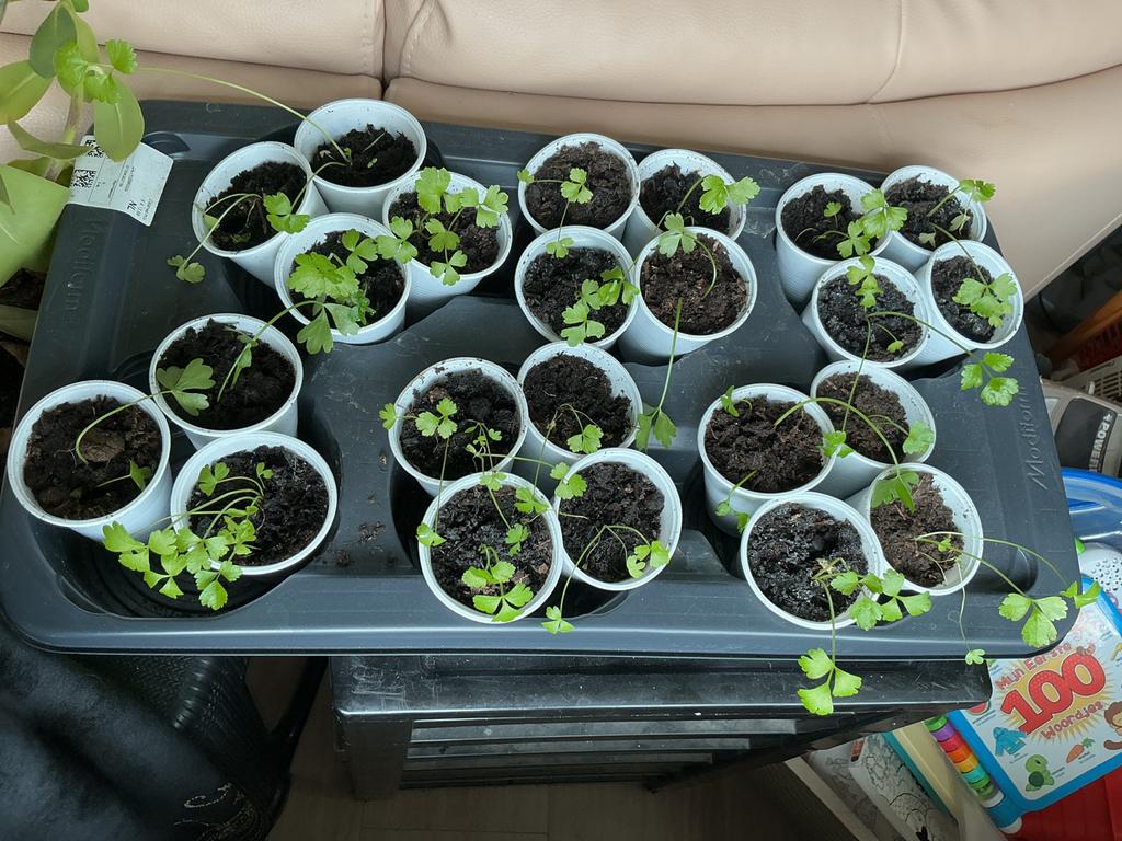 Verse Surinaamse selderij plantjes - Perfect voor uw tuin!, Vaste plant, Ophalen of Verzenden, Bloeit niet, Halfschaduw