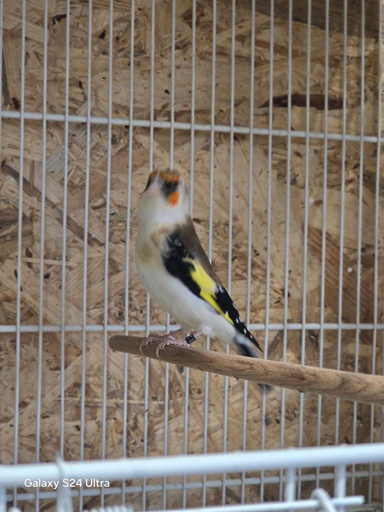 mooie een koppelen major putter, Mannelijk, Wildzangvogel