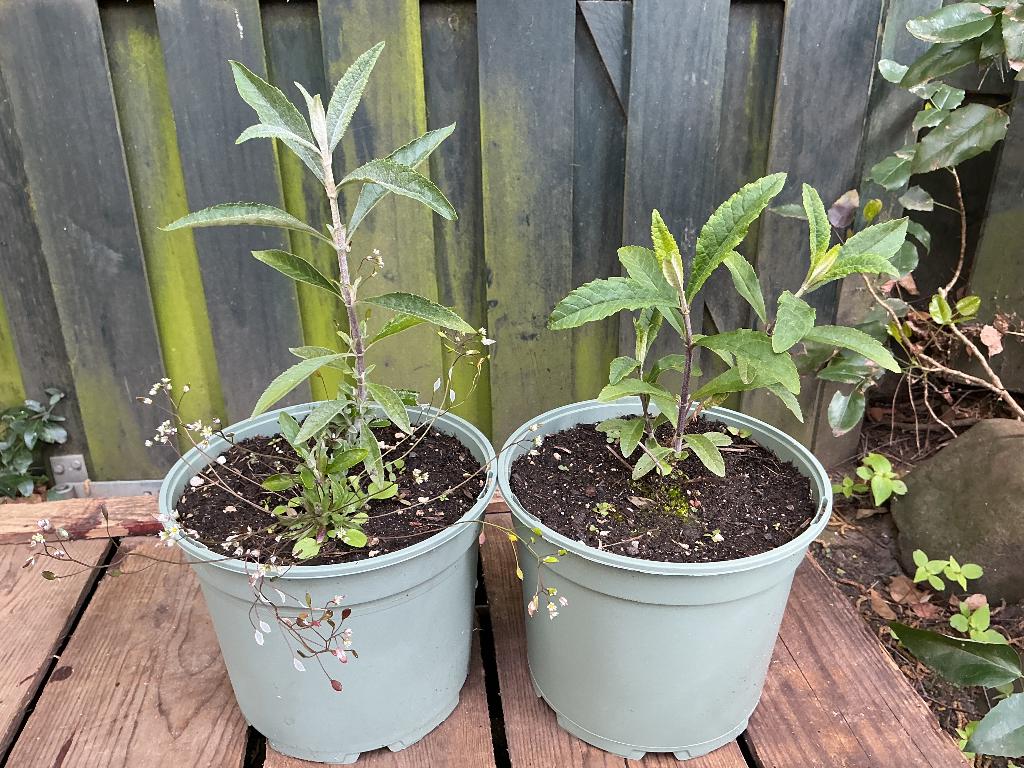 Vlinderstruik, Tuin en Terras, Planten | Struiken en Hagen, Ophalen, Vlinderstruik, Struik, 100 tot 250 cm