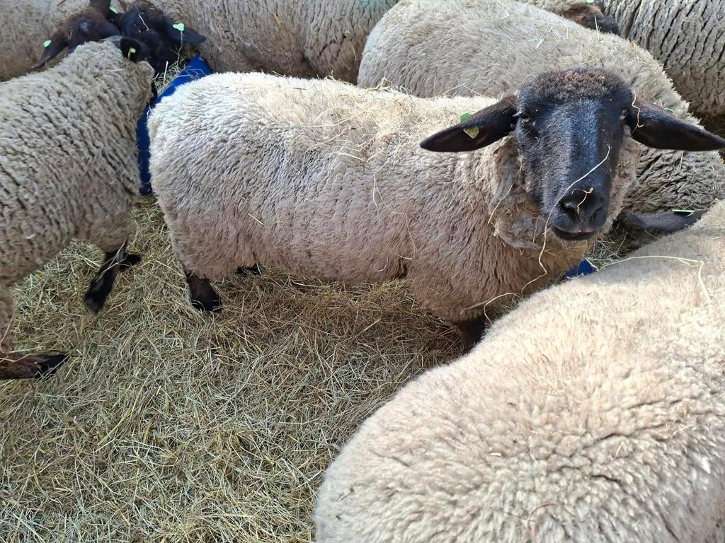 2 jaarling stamboek suffolk ooien, Dieren en Toebehoren, Vrouwelijk, Schaap
