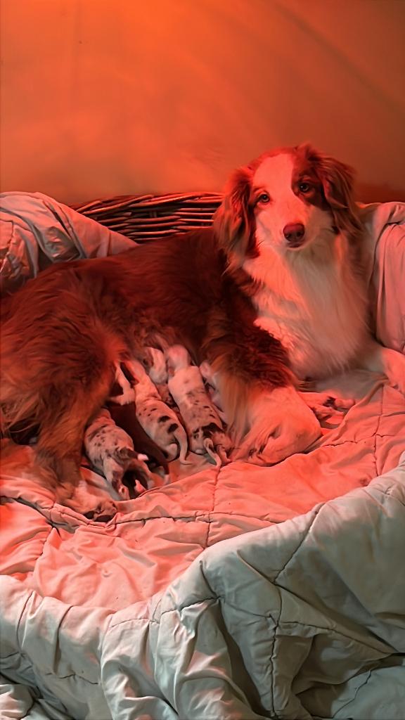 Australische herder pups, Dieren en Toebehoren, Honden | Herdershonden en Veedrijvers, België, Particulier, 8 tot 15 weken, Parvo