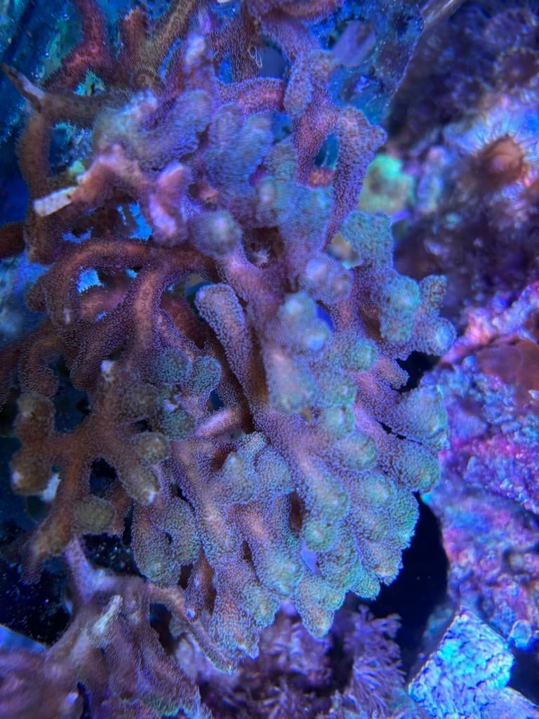 Diverse koralen zeeaquarium, Dieren en Toebehoren, Vissen | Aquariumvissen, Overige typen, Zoutwatervis