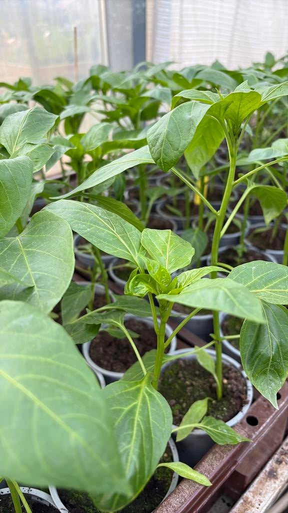 Paprika planten, Ophalen, Eenjarig, Groenteplanten, Volle zon