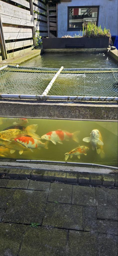 Koi karpers, Karper of Koi