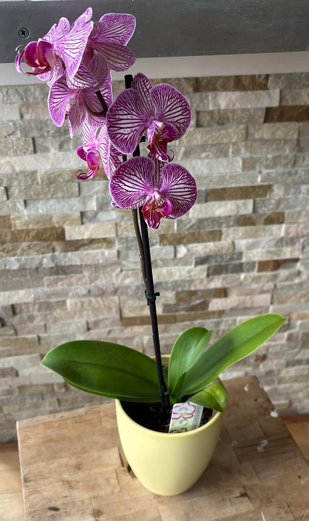 Orchidee roze in pot, Overige soorten, In pot, Minder dan 100 cm, Bloeiende kamerplant