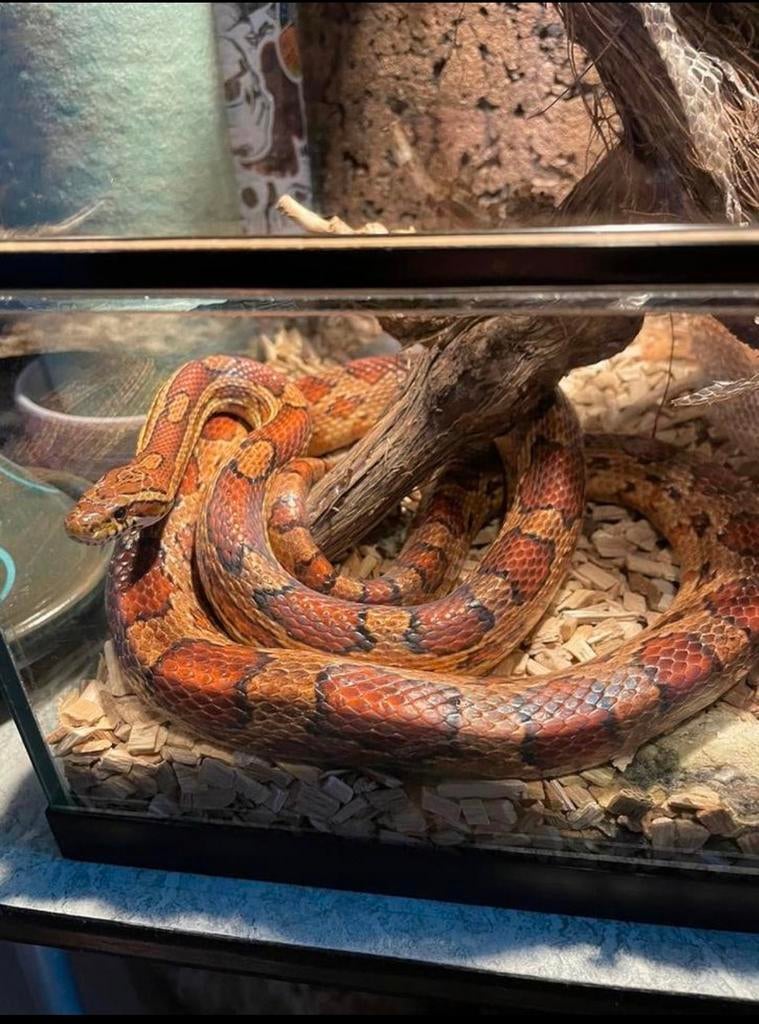 Rode rattenslang inclusief terrarium en toebehoren Rat Snake - unknown for sale from Anneke