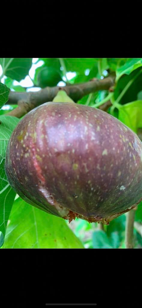 Lekkere vijgen boom, Tuin en Terras, Planten | Fruitbomen, Ophalen, Minder dan 100 cm