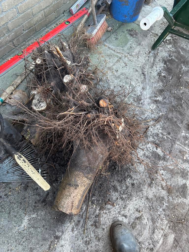 Brandhout, Minder dan 3 m³, Ophalen, Overige houtsoorten, Stammen