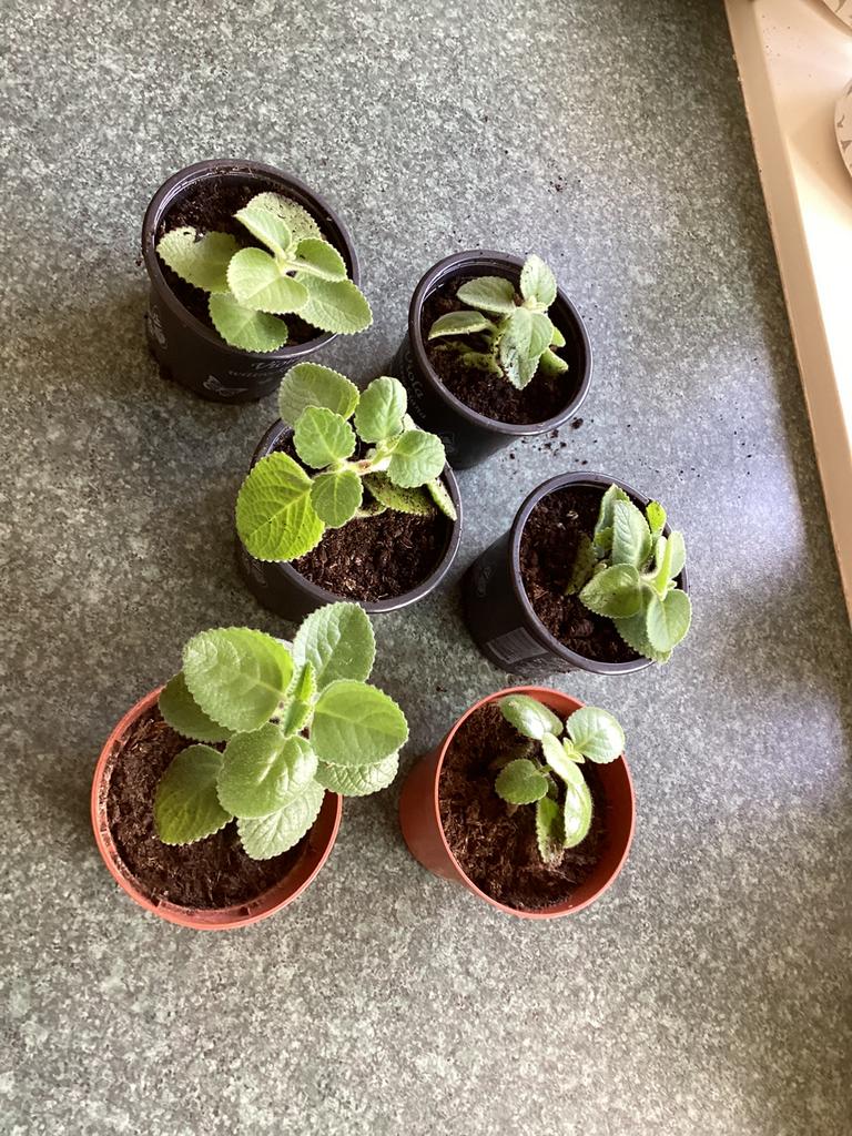Vijf-in-één kruiden plantjes / stekken. Indian Borage., Ophalen of Verzenden, Volle zon