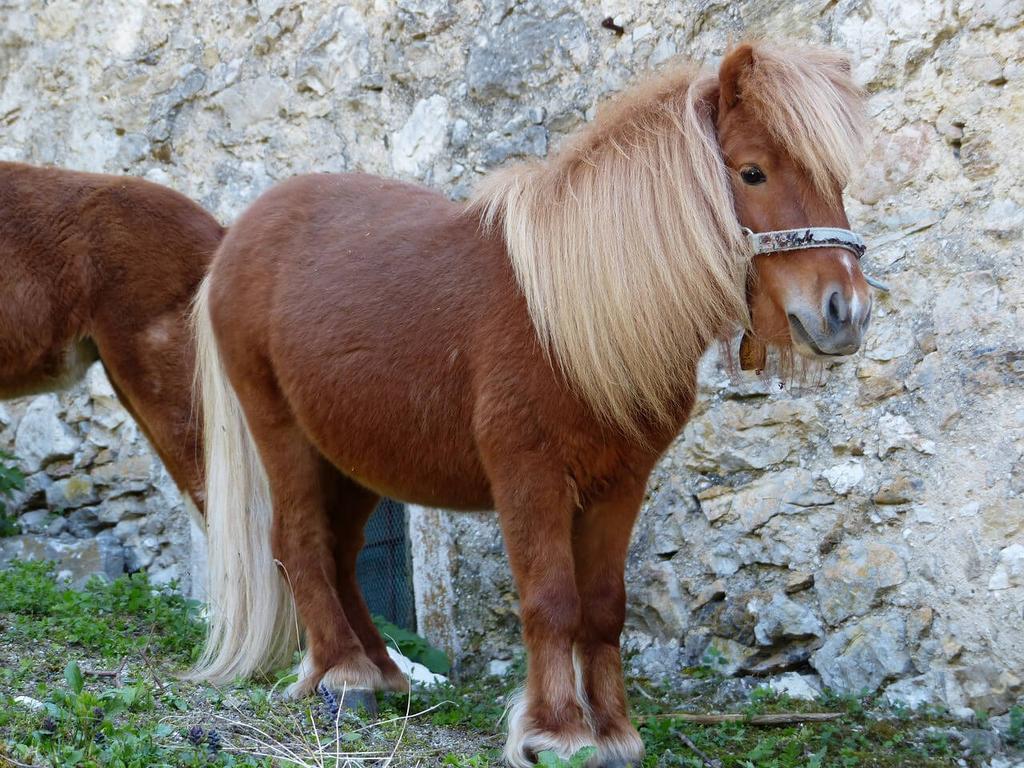 GEZOCHT: verzorgpony, Dieren en Toebehoren, Ophalen