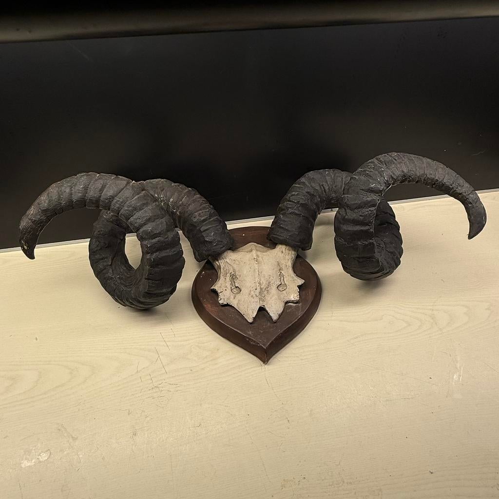 Opgezette taxidermie zeer grote ram schedel hoorn gewei, Ophalen of Verzenden, Zo goed als nieuw, Schedel