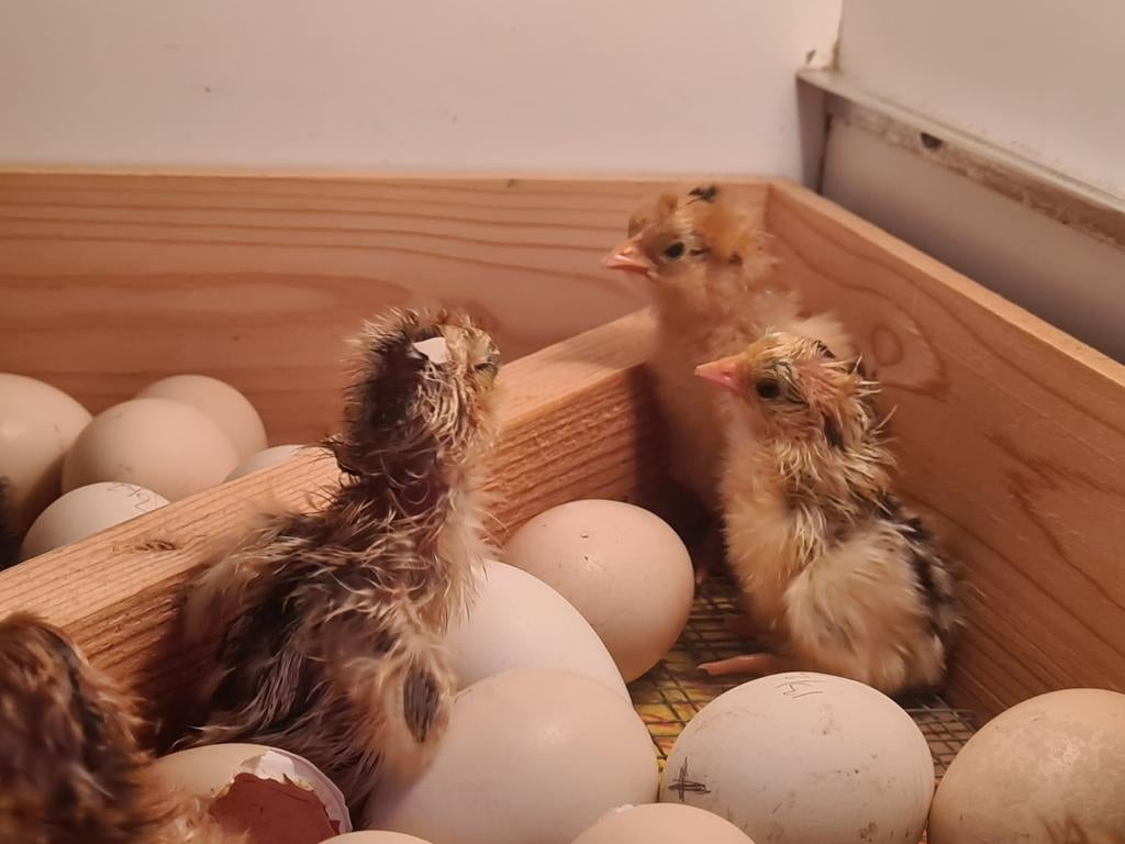 Broedeieren Mini Kriel Chabo beschikbaar., Dieren en Toebehoren, Meerdere dieren