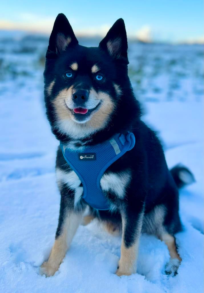 Prachtige  pomsky f1 dekreu (niet te koop maar o zo lief ), Reu, Parvo, Eén hond, 3 tot 5 jaar