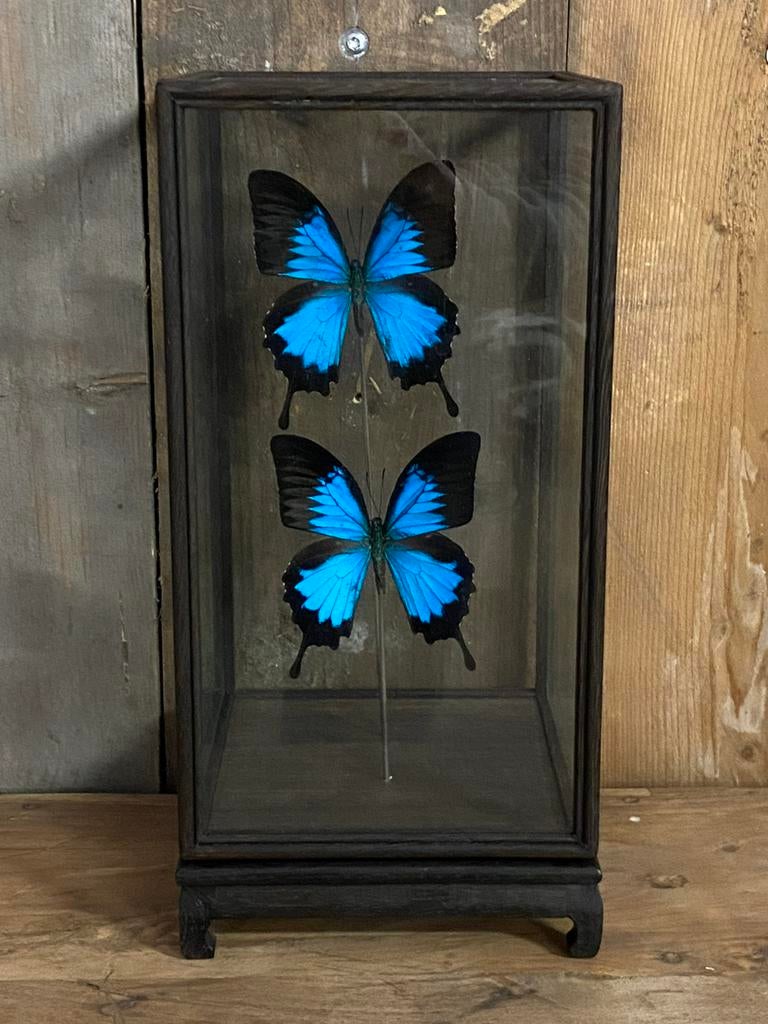 Mooie glazen vitrine met Papilio Ulysses vlinders, Ophalen, Nieuw, Insect, Opgezet dier