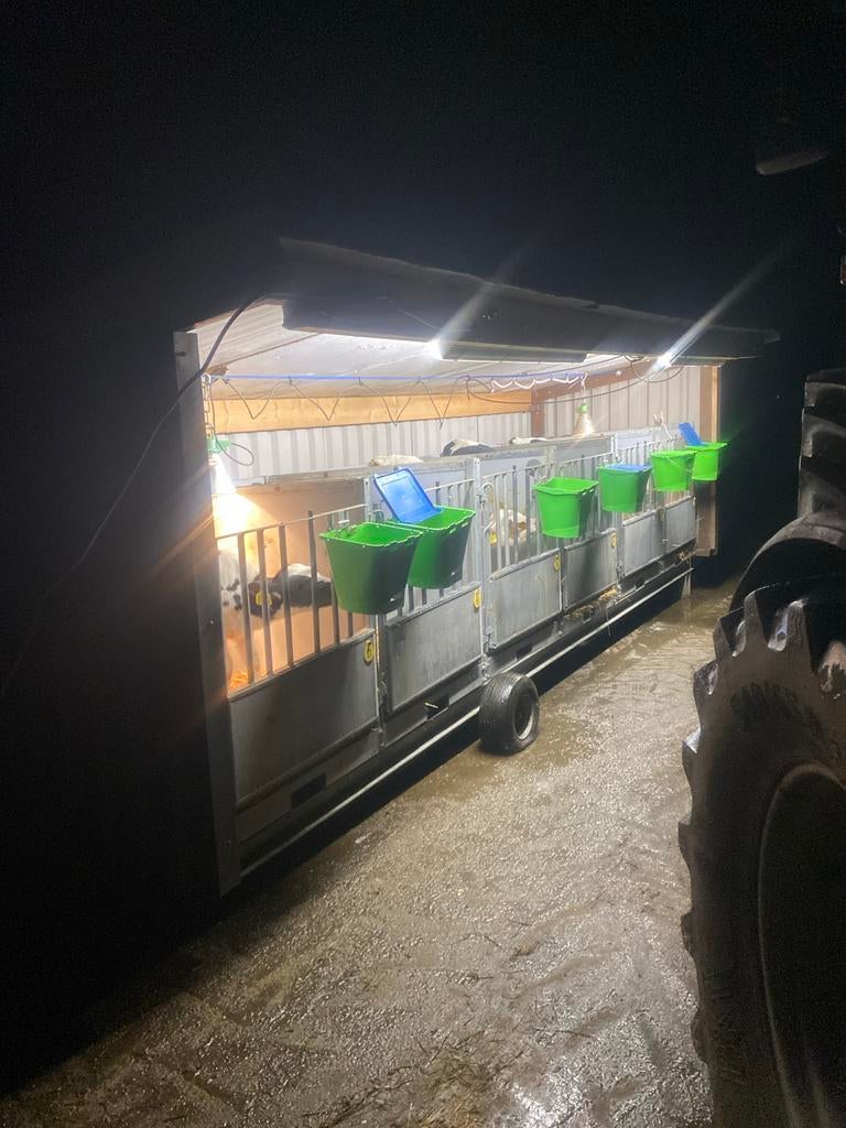 Kalveren kalfjes, Mannelijk