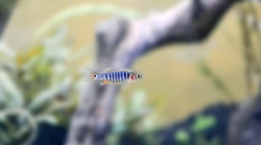 Emerald Rasbora – Microrasbora Erythromicron, Dieren en Toebehoren, Vissen | Aquariumvissen, Vis, Zoetwatervis