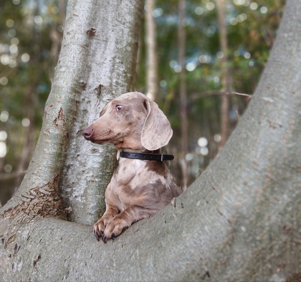 Ter dekking aangeboden: ️✨️Schitterende merle teckel️✨️, Parvo, Reu, 1 tot 2 jaar, Meerdere