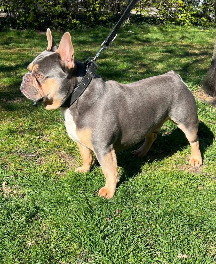 Super mooie gezonde franse bulldog dekreu lillac tan, Fokker | Hobbymatig, Reu, Buitenland, Parvo