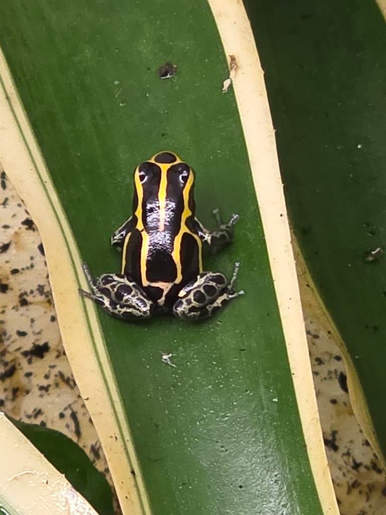 Ranitomeya french guyana, Dieren en Toebehoren, 0 tot 2 jaar