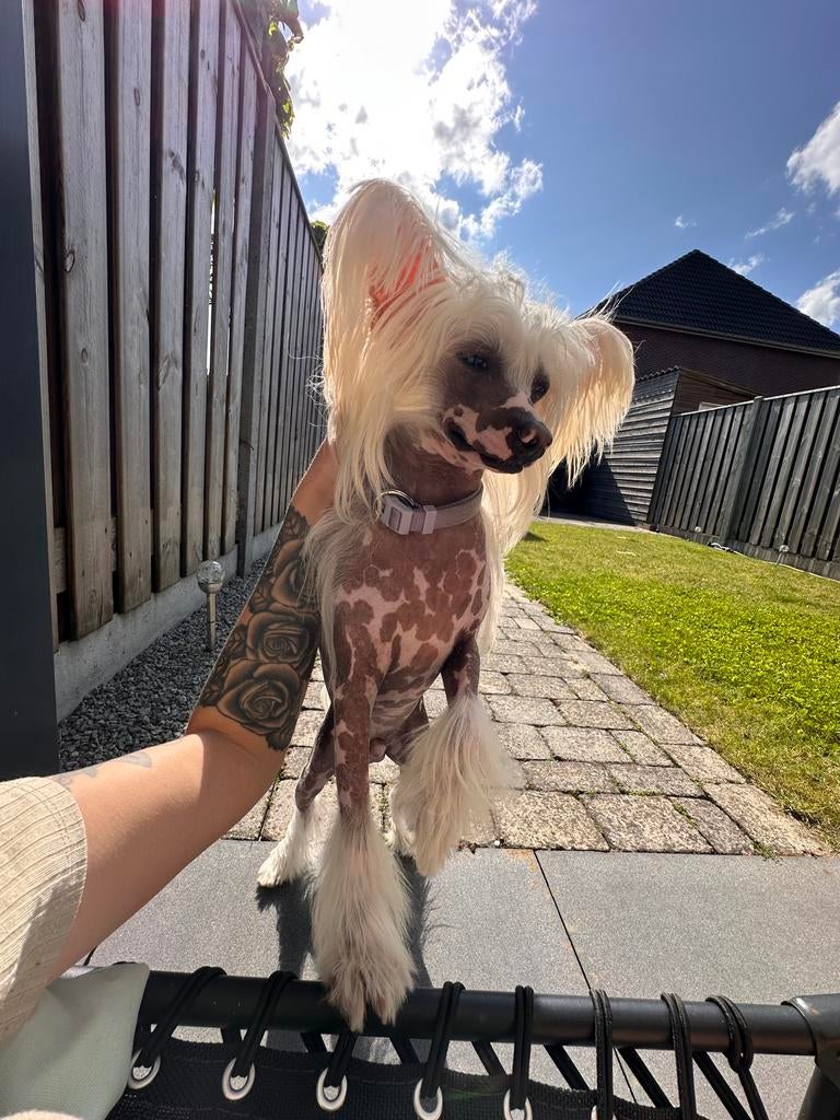 Dekreu- Chinese naakthond / stamboom, Particulier, Reu, 1 tot 2 jaar, Buitenland