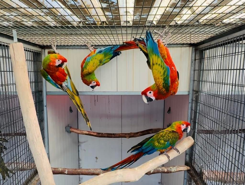 shamrock geel , tropicana , camelot , miligold , geelvleugel, Dieren en Toebehoren, Vogels | Parkieten en Papegaaien, Papegaai