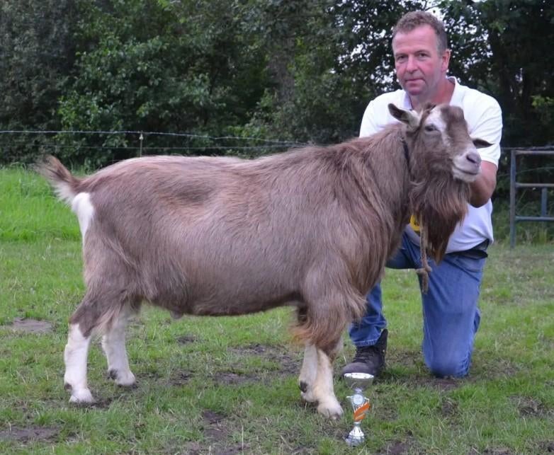 te koop toggenbuger bok Saries Patrick "JH", Dieren en Toebehoren, Mannelijk, Geit, 3 tot 5 jaar