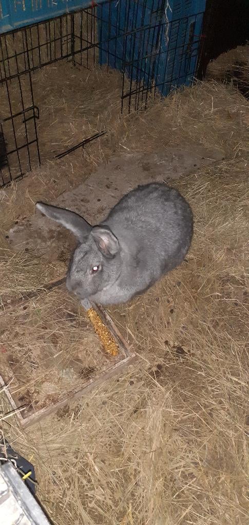 koniijn gratis., Vrouwelijk, Groot, 3 tot 5 jaar