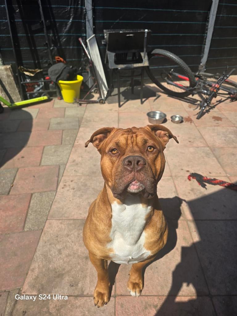 Dekreu aangeboden, Reu, 1 tot 2 jaar, Parvo, Eén hond