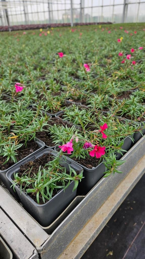 Phlox Subulata - Vaste plant - 9cm pot - winterhard, Ophalen of Verzenden, Vaste plant, Overige soorten, Volle zon