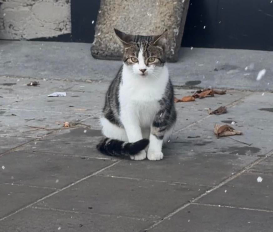 Kitten meisje gratis, Poes