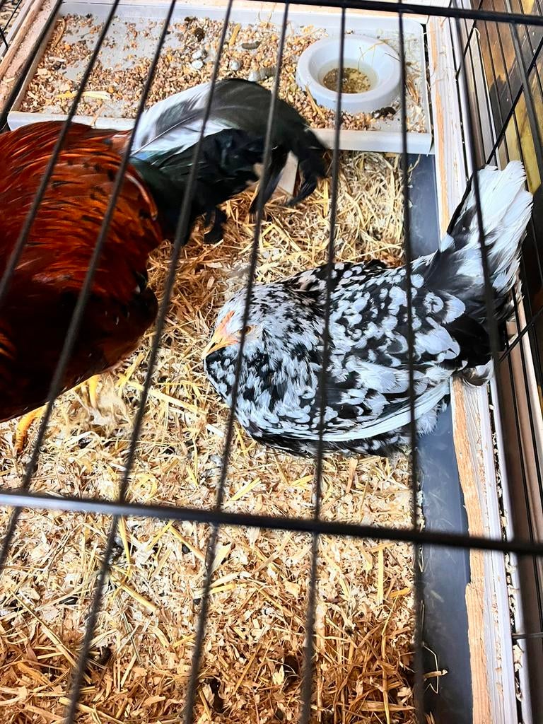 Zeer rustige tamme Bloemkip + bloemhaantje van 1 jaar oud.z, Vrouwelijk, Kip