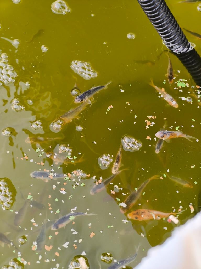 Peester Koi ca. 5cm, Karper of Koi