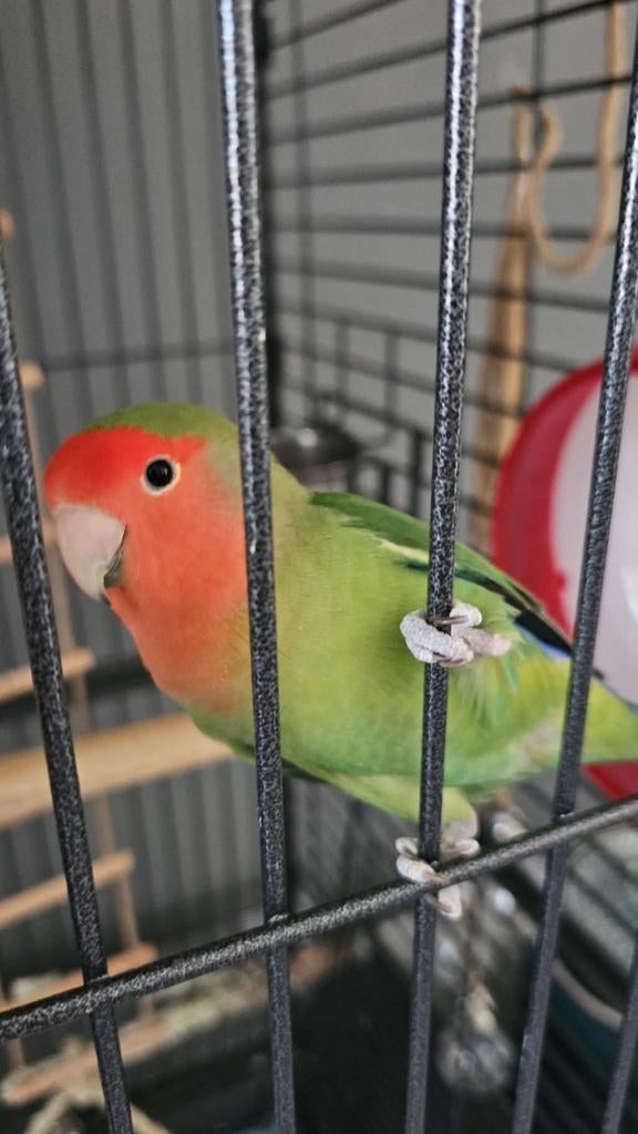 OPROEP AGAPORNIS!, Ophalen of Verzenden, 75 tot 110 cm