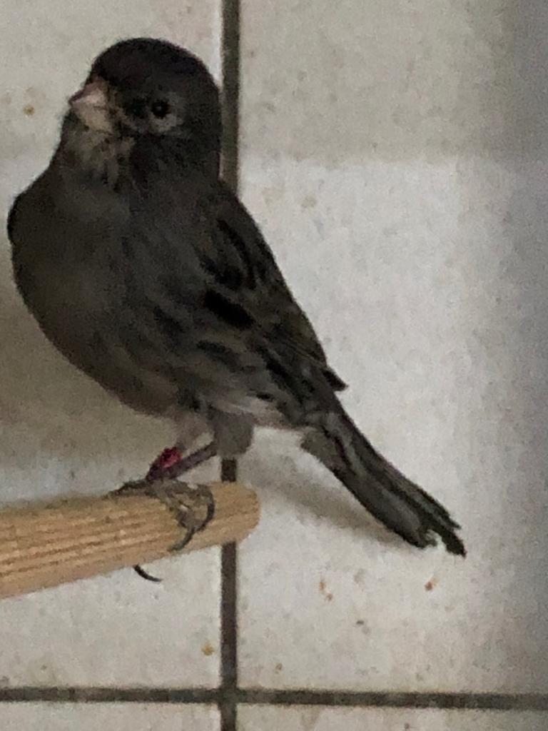 Kanaries, Dieren en Toebehoren, Vogels | Kanaries, Mannelijk, Kleurkanarie