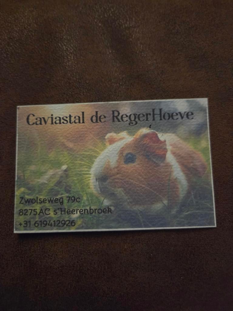 Teddy US beertjes en zeugje., Dieren en Toebehoren, Knaagdieren, Maart, Meerdere dieren, Cavia