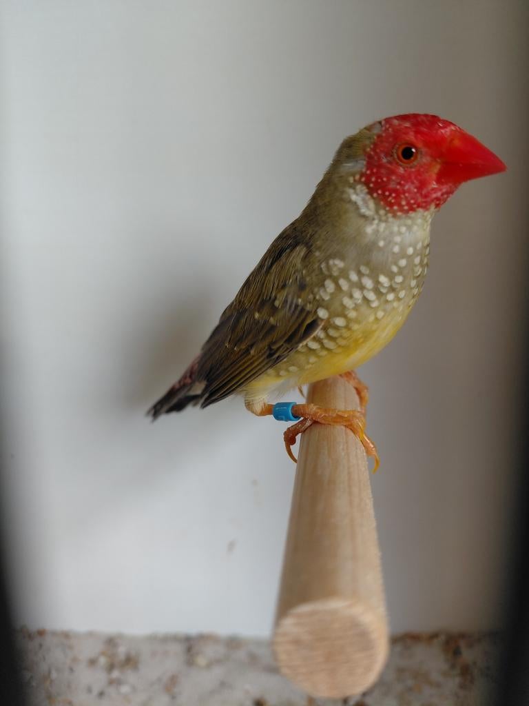 Mooie binsenastrilde man, Mannelijk