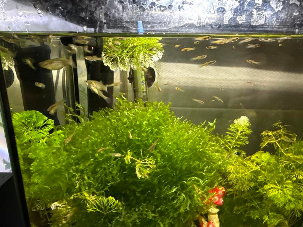 Endler guppen vrouwen, Dieren en Toebehoren, Vissen | Aquariumvissen, Vis