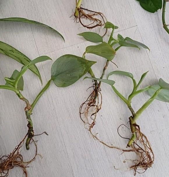 Planten gratis/ ruilen, Ophalen, Halfschaduw, Minder dan 100 cm