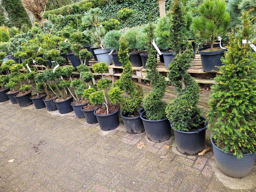 Taxus Vormsnoei - Diverse Maten en Vormen, Vaste plant, Bloeit niet, Halfschaduw, Ophalen