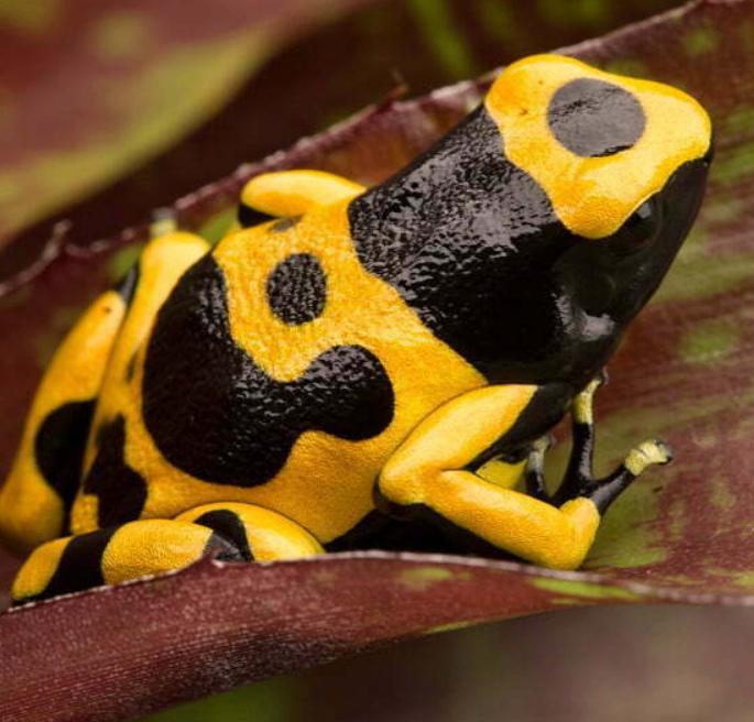 Dendrobates leucomelas bijengifkiker Frog - unknown for sale from Coen Donkers
