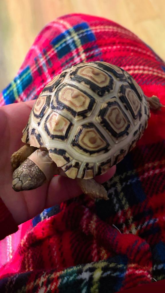 panterschildpad  of luipaardschildpad Stigmochelys pardalis Tortoise - unknown for sale from Erika