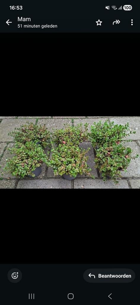 Sedum, Tuin en Terras, Ophalen of Verzenden, Overige soorten, Struik, Minder dan 100 cm