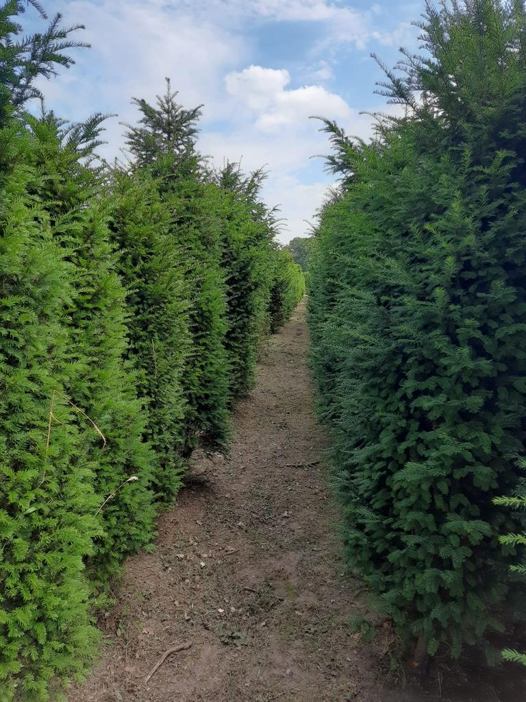 Taxus baccata, Tuin en Terras, Planten | Bomen, Bloeit niet, Halfschaduw, Minder dan 100 cm, Overige soorten