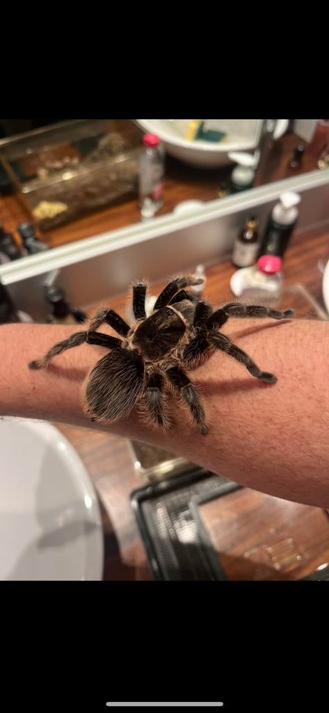 Tliltocatl albopilosum 1.0, Dieren en Toebehoren, Insecten en Spinnen, Bijen